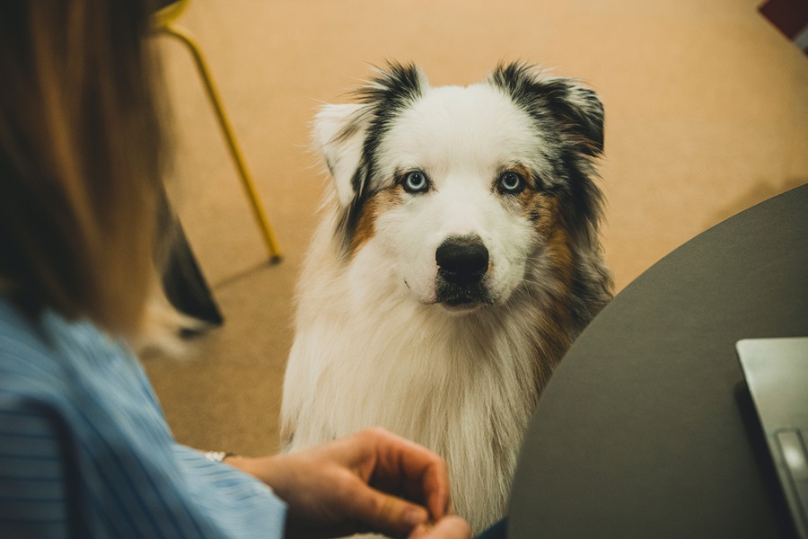 Medarbejders hund ser op mod kameraret