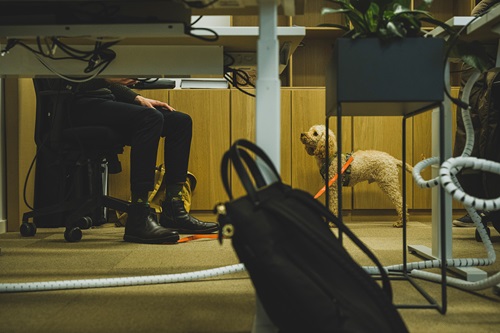 Medarbejders hund står på gulvet og ser op på dens ejer