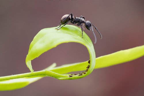 Myre, der kravler på en blad