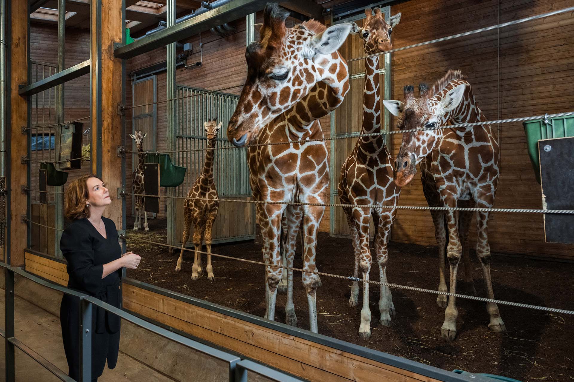 Pernille Mehl står ved to giraffer