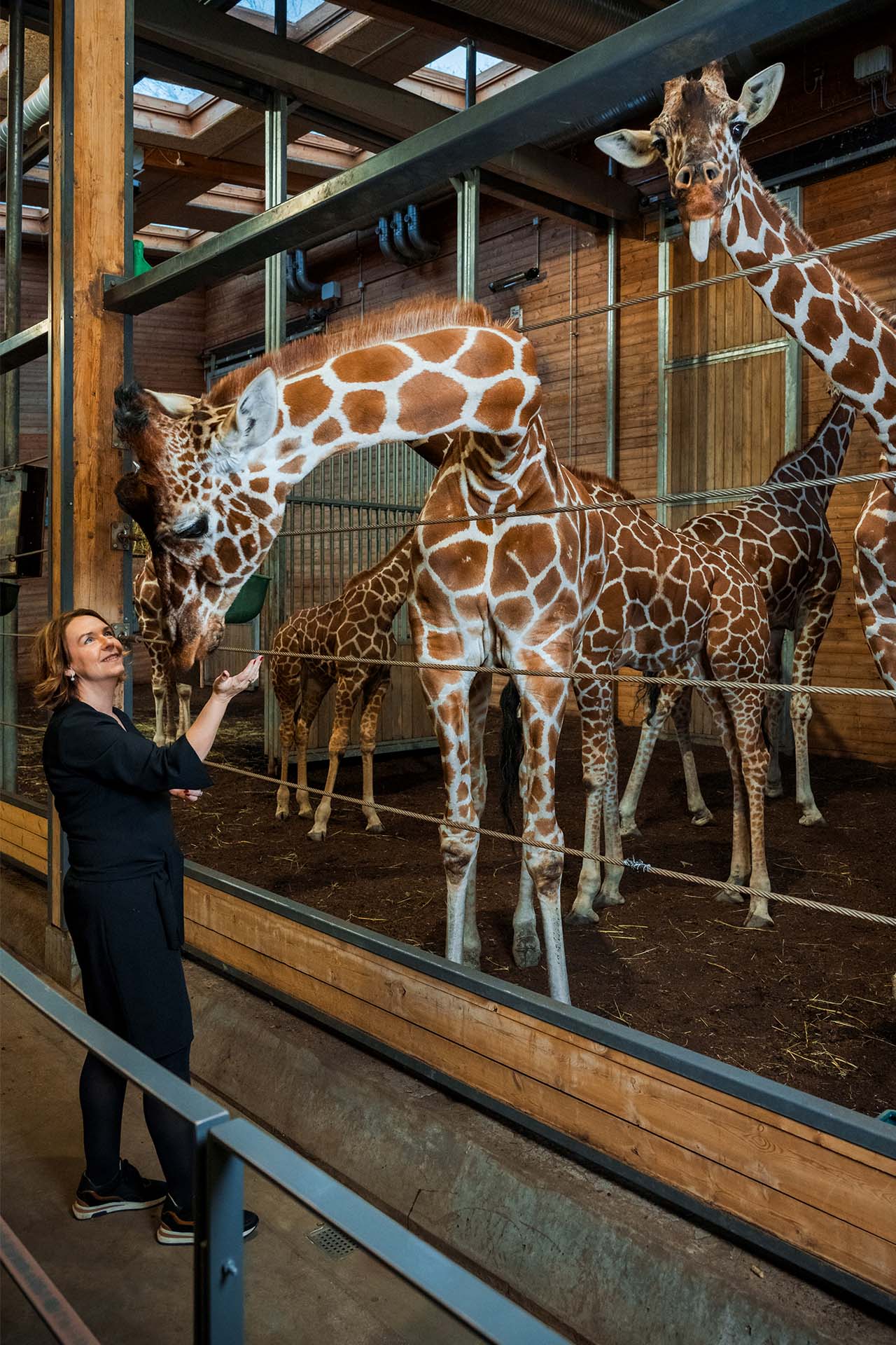 Pernille Mehl står ved to giraffer