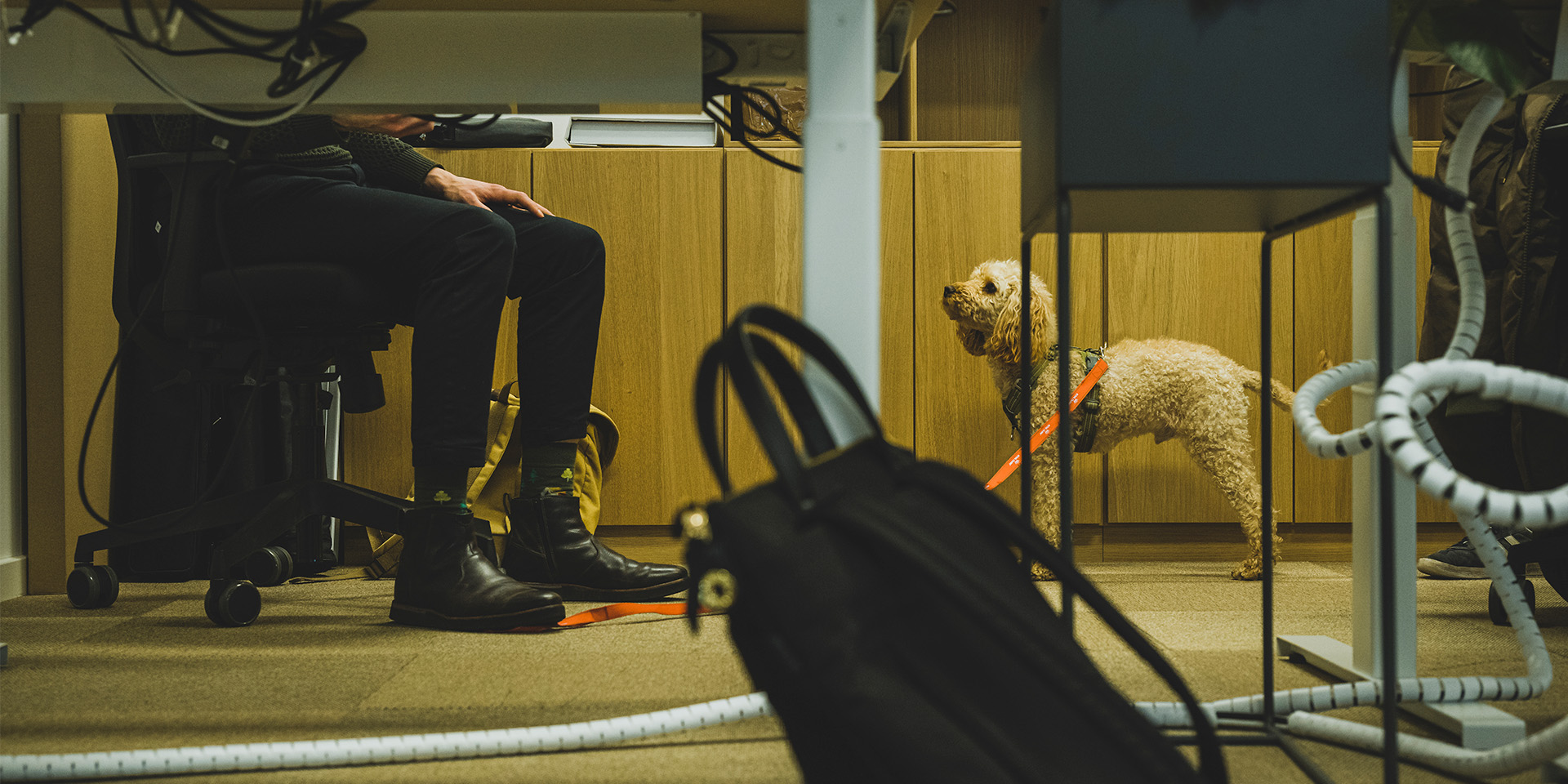 Medarbejders hund står på gulvet og ser op på dens ejer