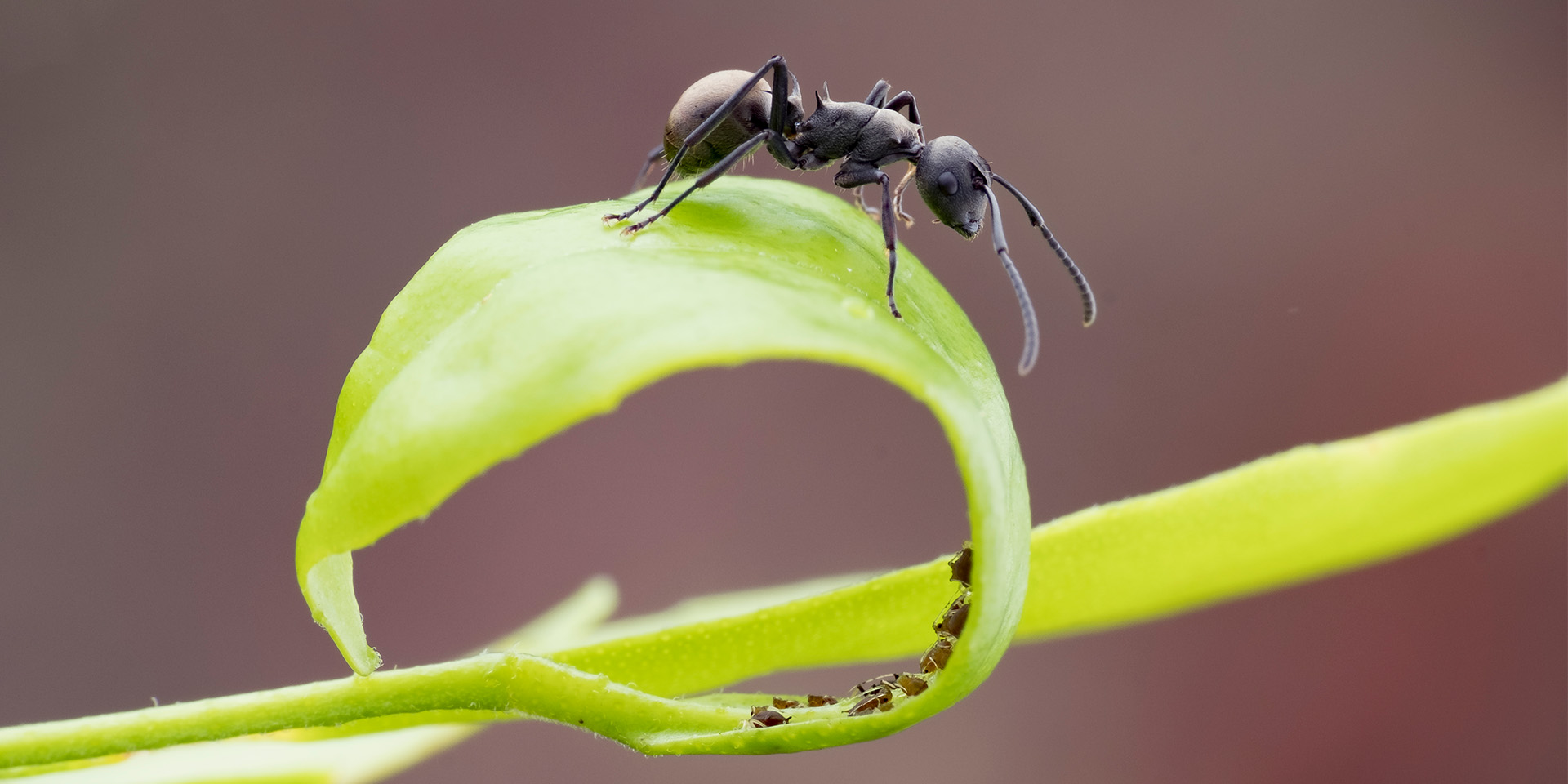Myre, der kravler på en blad